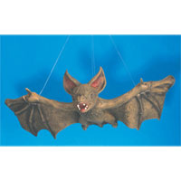 Bats